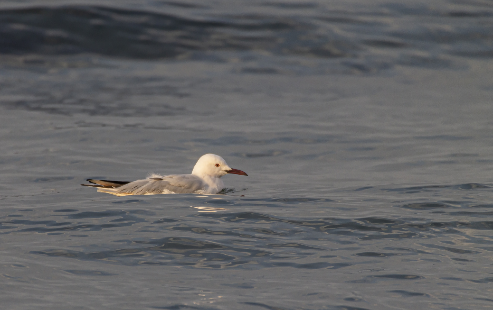 Slender-billed Gull
